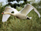 Mute Swan (WWT Slimbridge September 2010) - pic by Nigel Key